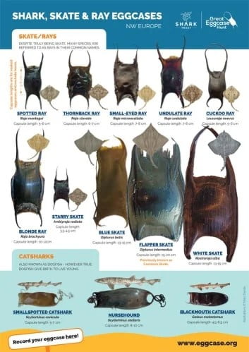 Mermaid Purses
